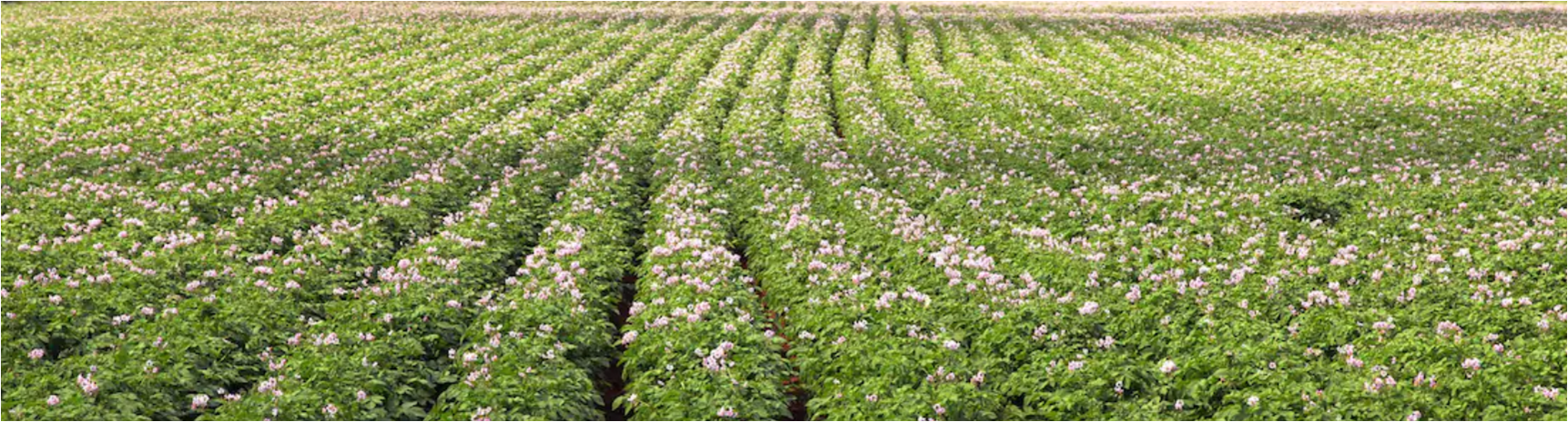 maitrise de l'irrigation