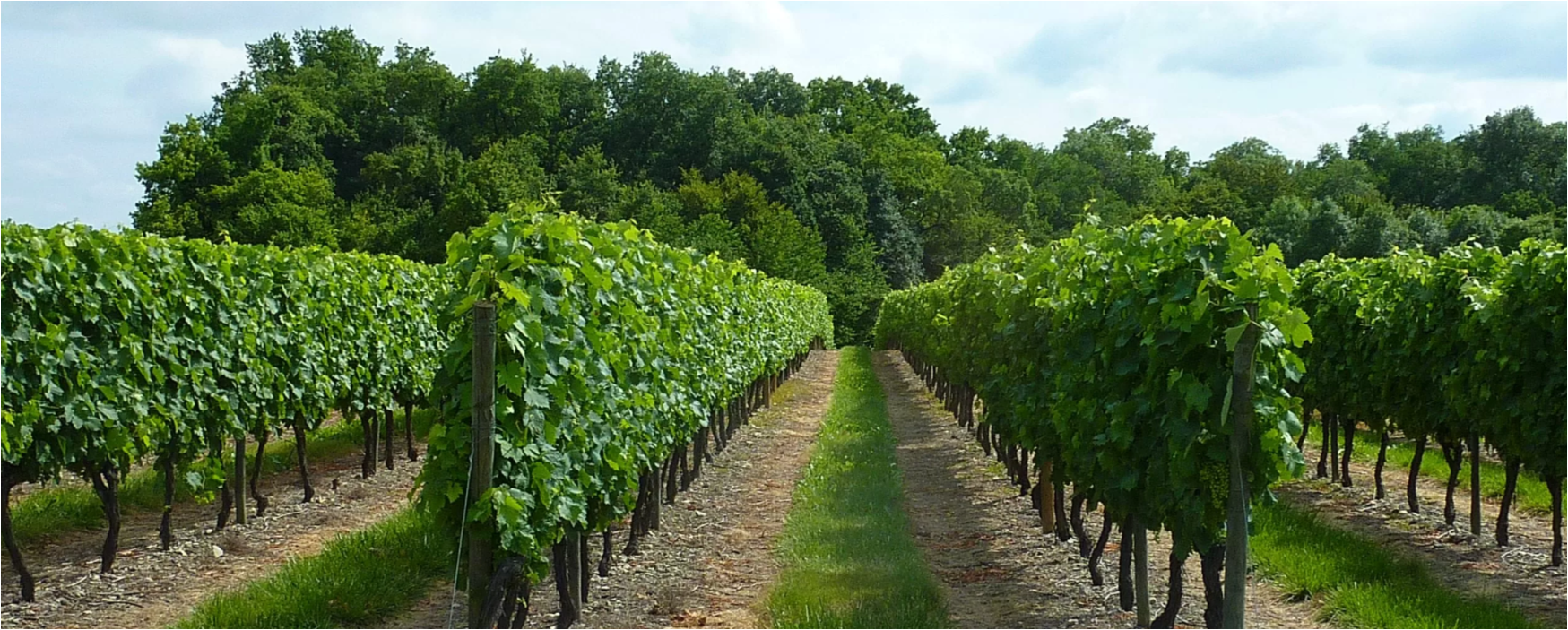 viticulture