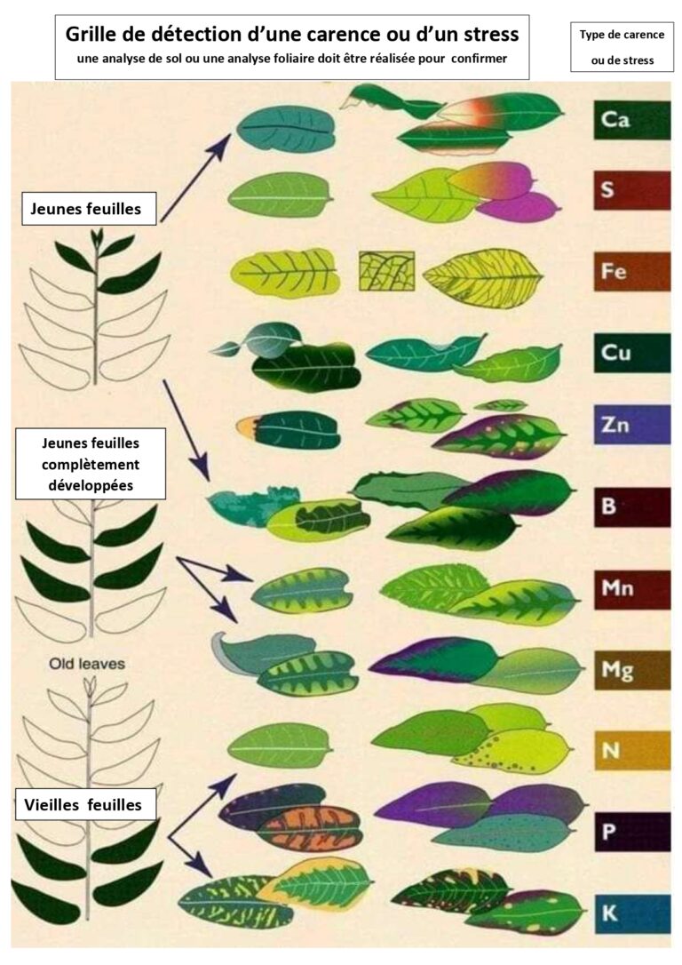 nutrition des plantes - fertilités des sols