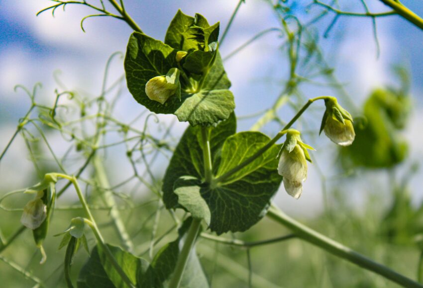 Pois de Printemps